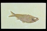 Fossil Fish (Knightia) - Green River Formation #122810-1
